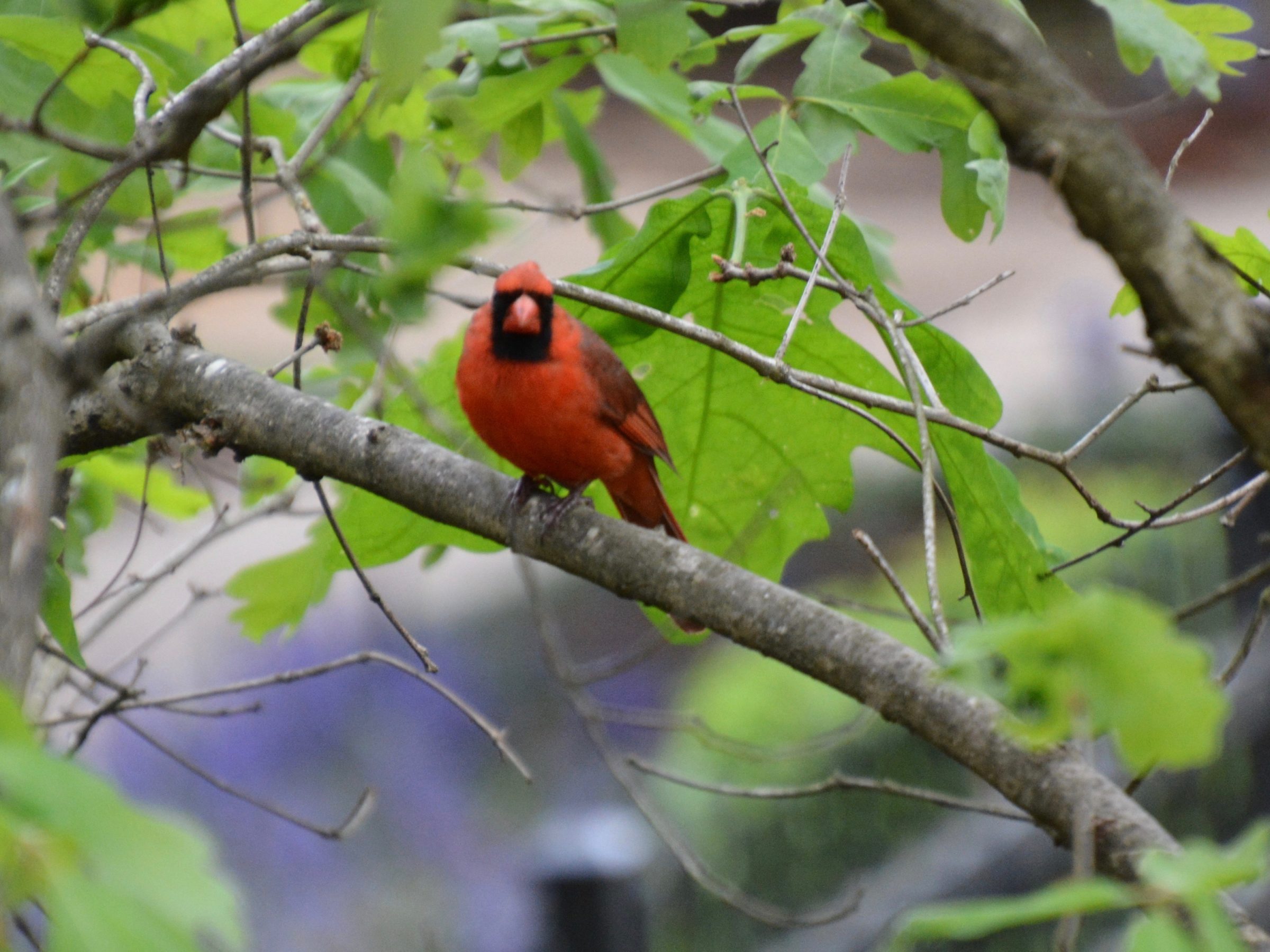 Cardinal on Branch 2020