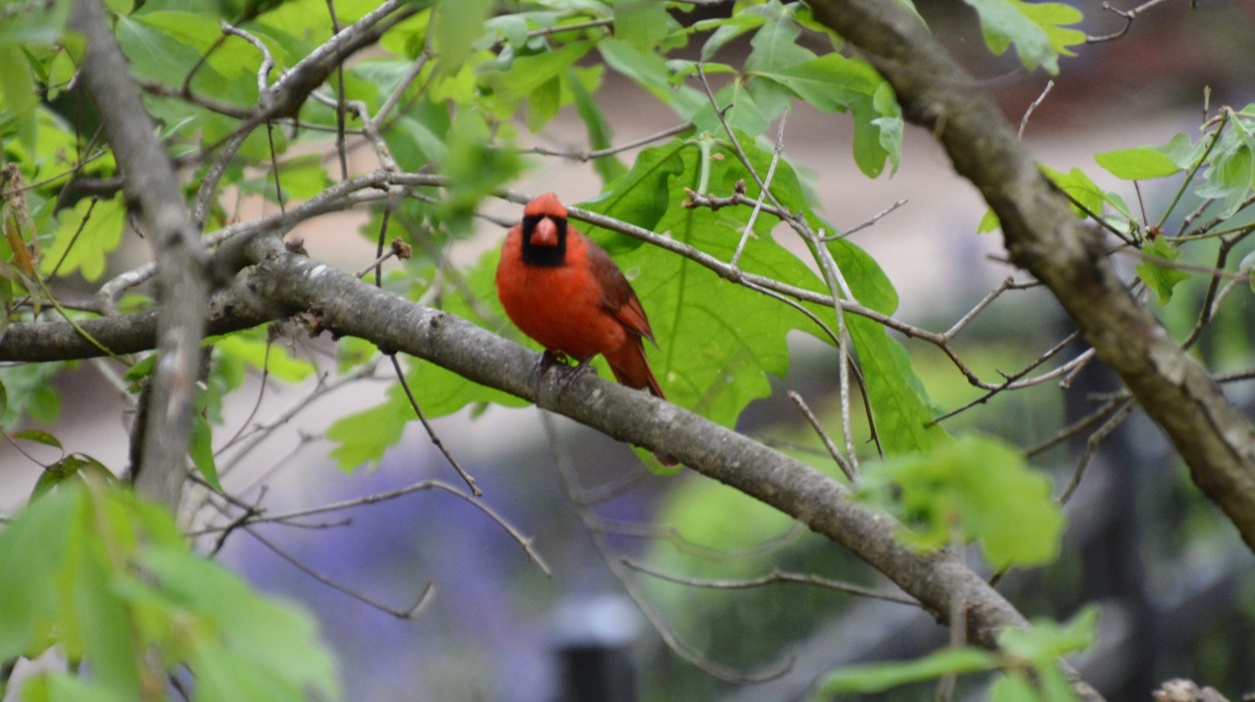 Cardinal on Branch 2020